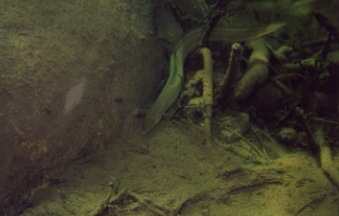 Aal in einer Gumpe